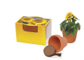 Mini-Sonnenblumentöpfchen 25er Set